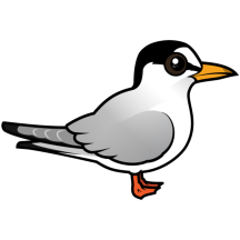 Least Tern
