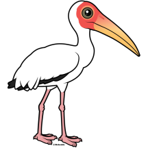 Milky Stork
