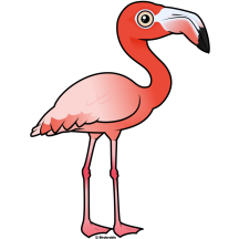 American Flamingo