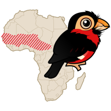 Bearded Barbet Range