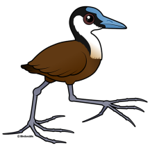 African Jacana