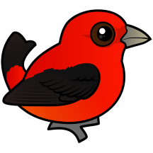 Scarlet Tanager