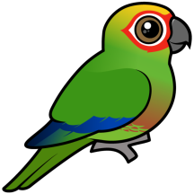 Golden-capped Parakeet