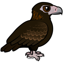 Wedge-tailed Eagle