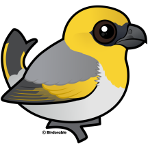 Palila
