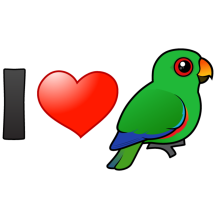I Love Male Eclectus Parrots