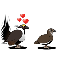 Sage Grouse Love