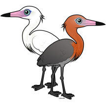 Reddish Egret