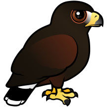 Harris Hawk