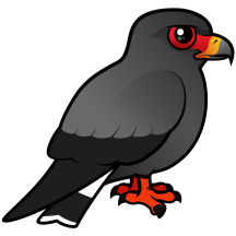 Snail Kite