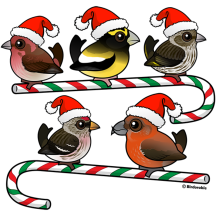 Santa Finches