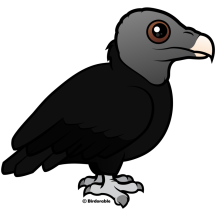 Black Vulture