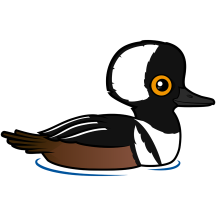 Hooded Merganser