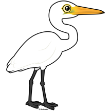 Great Egret