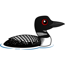 Common Loon, breeding adult
