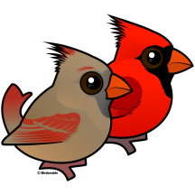 Northern Cardinal Pair