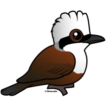 White-crested Laughingthrush