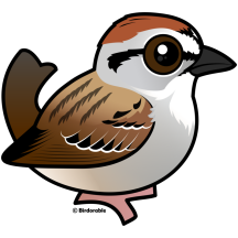 Chipping Sparrow