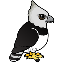Harpy Eagle