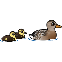 Mallard & two ducklings