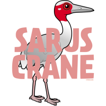 Jumbo Sarus Crane