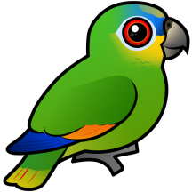 Orange-winged Parrot