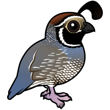California Quail