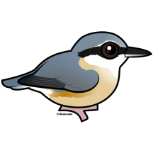 Eurasian Nuthatch