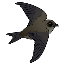 Chimney Swift