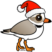 Piping Plover Santa