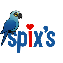 Spix's Macaw Love