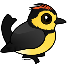 Collared Redstart