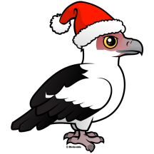 Palm-nut Vulture Santa