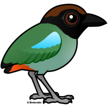 Hooded Pitta