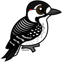 Red-cockaded Woodpecker