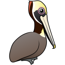Brown Pelican