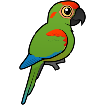 Birdorable Red-fronted Macaw