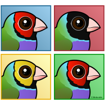 Four Color Gouldian Finch