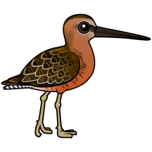 Long-billed Dowitcher