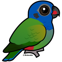 Blue-headed Parrot