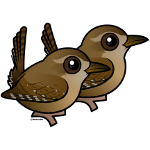 Winter Wren Pair