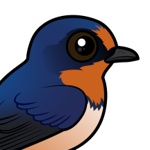 Swallows, Swifts & Larks