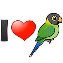 I Love Plum-headed Parakeets (female)
