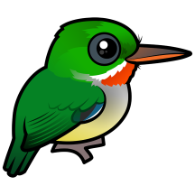Puerto Rican Tody