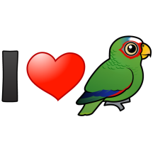 I Love White-fronted Amazons
