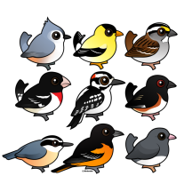 9 Northeast USA Backyard Birds
