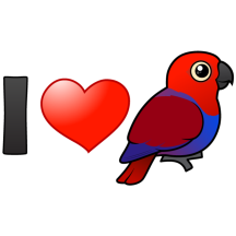 I Love Female Eclectus Parrots