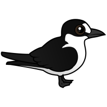 Sooty Tern