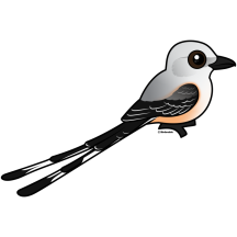 Scissor-tailed Flycatcher