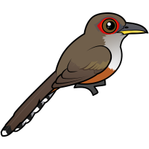 Puerto Rican Lizard-Cuckoo